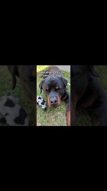 Wouldn't change him ❤️🐶 #doglover #dog #rottweiler