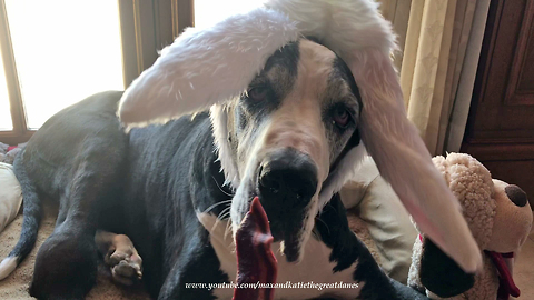 Happy Great Dane Easter Rabbit Bunny Sheep Enjoys Treats