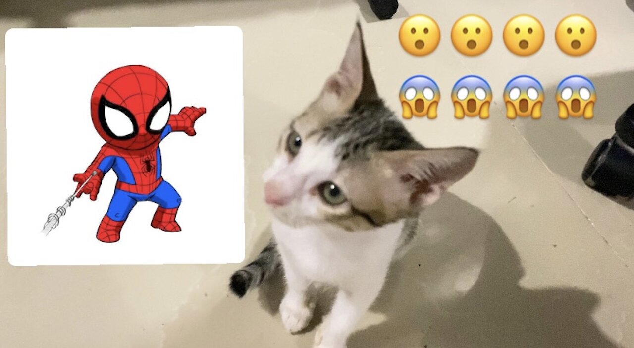 MY CAT TURNS TO… 😱😱😱 (MUST WATCH!!)