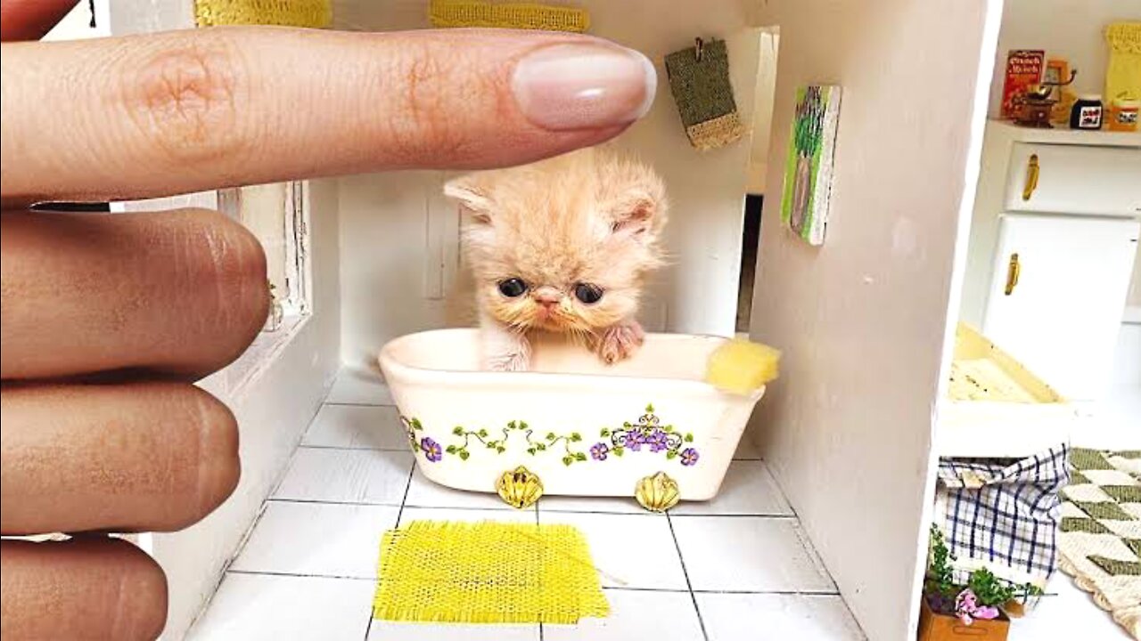 Rescue the Smallest Kitten In the World !! New House