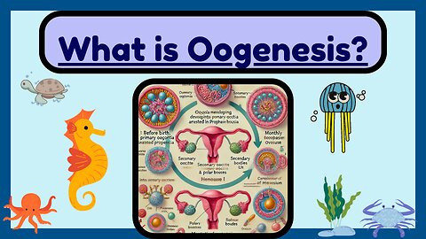 Oogenesis Simplified: Formation of Eggs