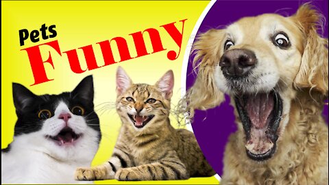 funny animated pets