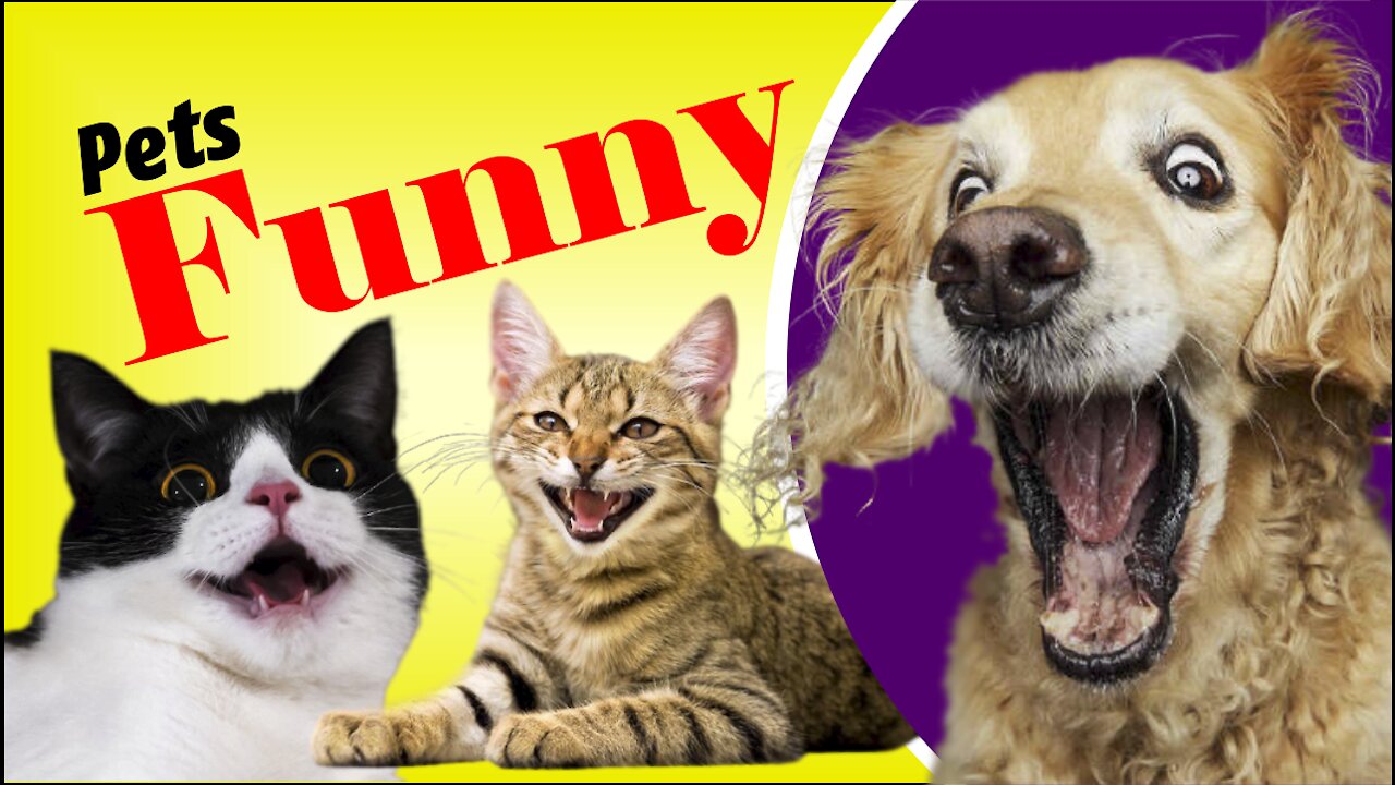 funny animated pets