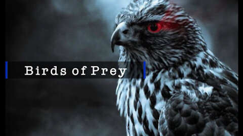 ~BIRDS OF PREY - IPOT PRESENTS - 3.18.21~