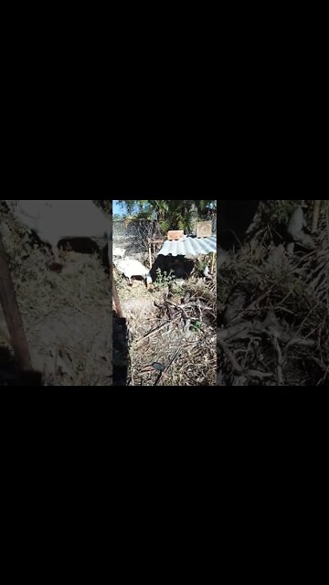 The Geese have Goslings