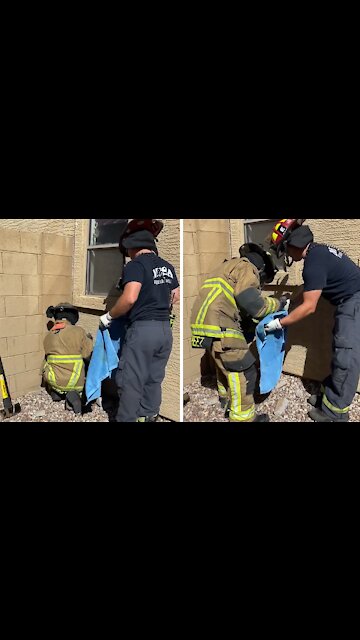 Firefighters Rescue Cat Stuck In A Cinder Block Wall