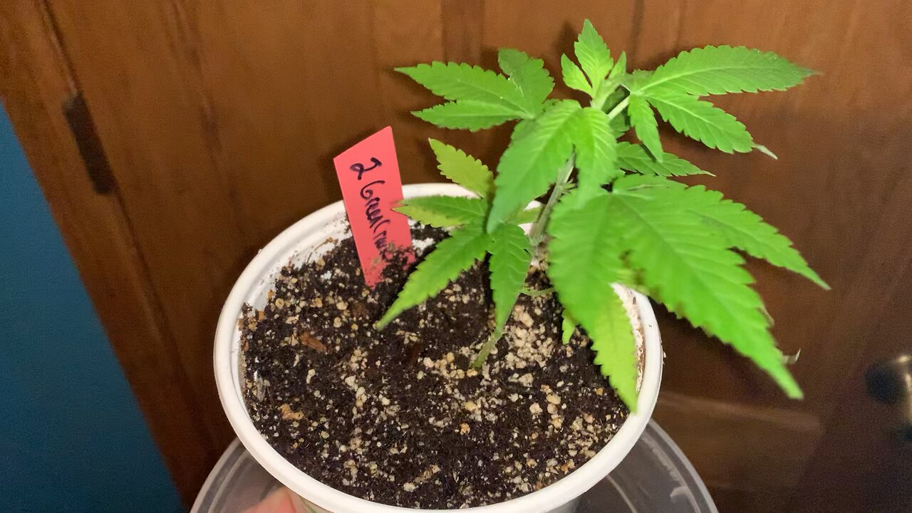 My first grow