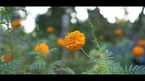 The Cinematic of Flowers