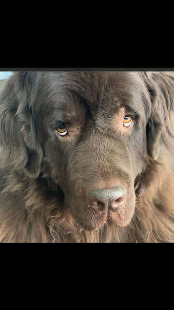 Newfoundland waits for command before chomping on a treat
