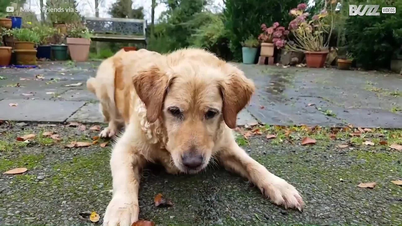 L'infinita lotta tra un cane e un getto d'acqua