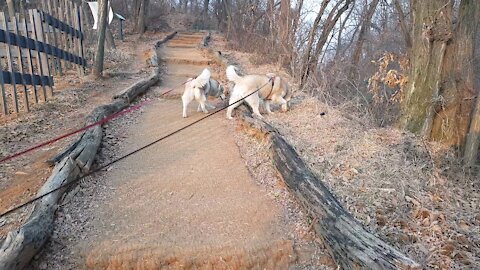 The Siberian Husky brothers who walk up the mountain...