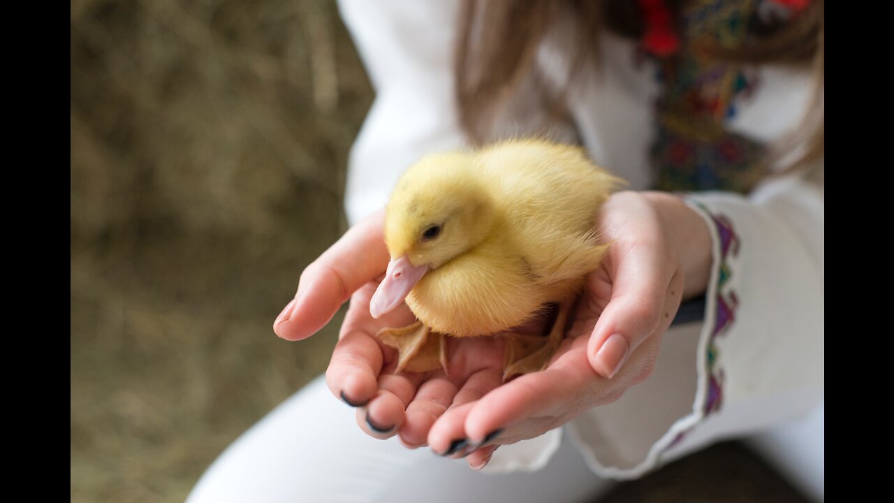 A fluffy duckling runs after a fast running man