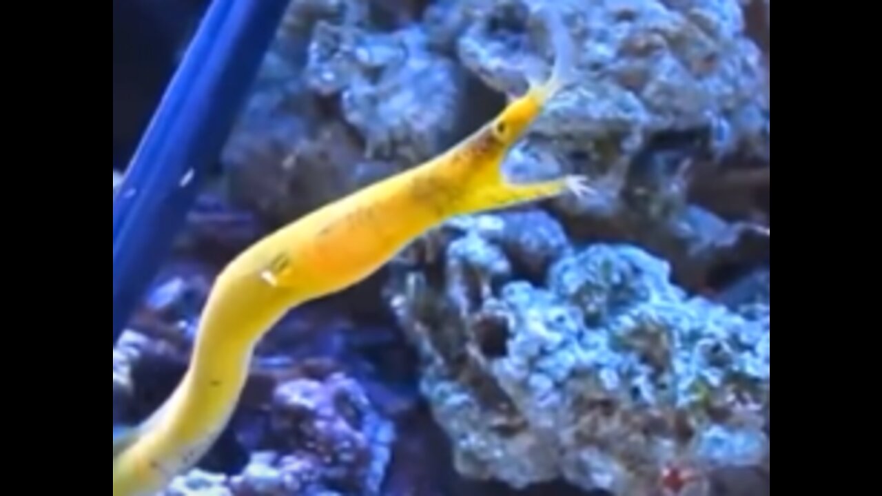 Sea Creatures You Might Not Have Seen Before