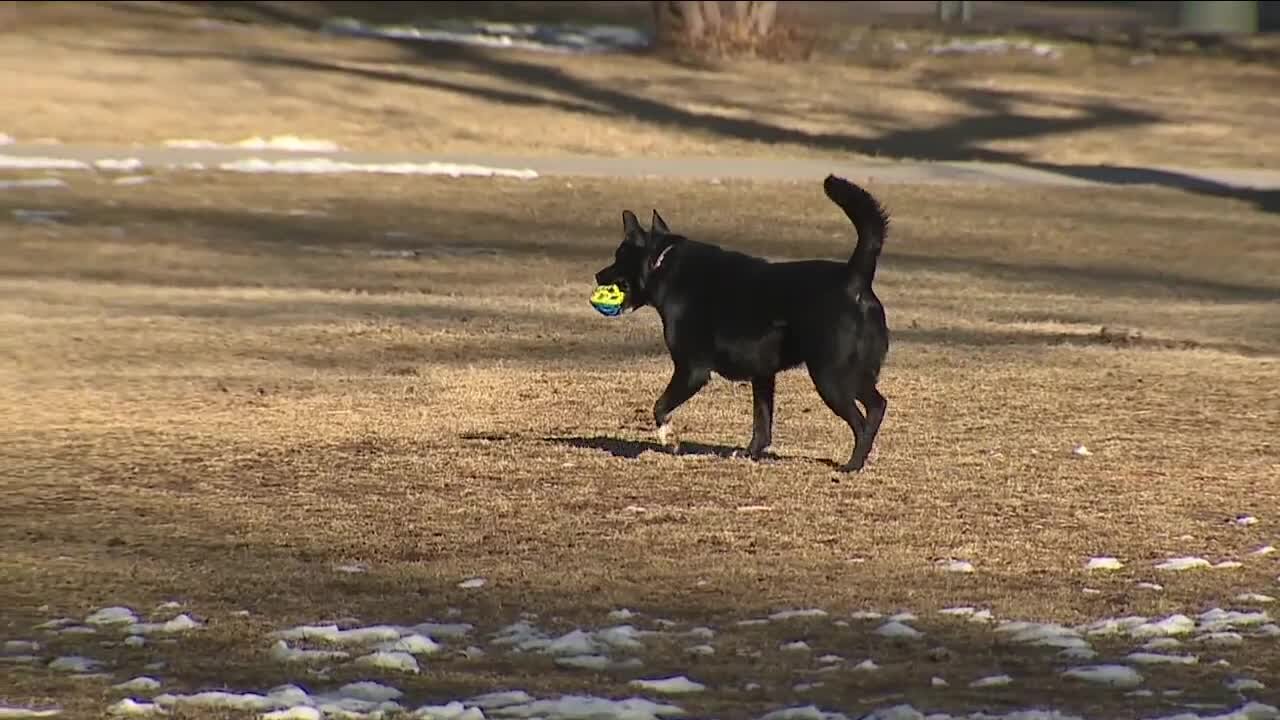 Petition proposes select hours for dogs off-leash at Denver city parks