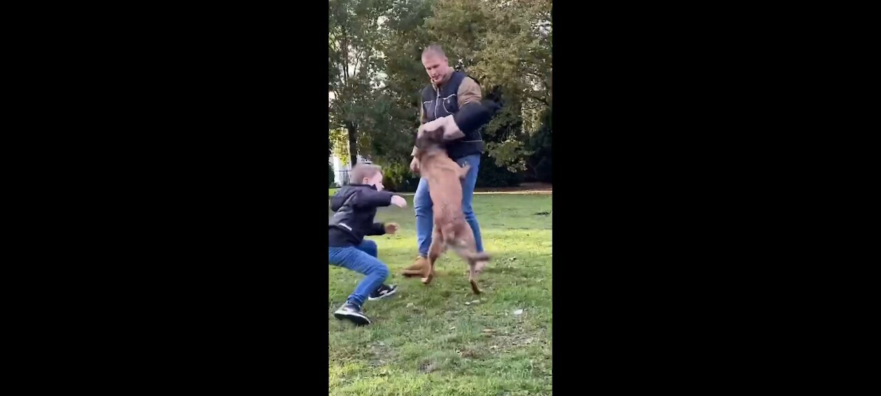 Brave German Shepherd dog protects Boy from a stranger🤯