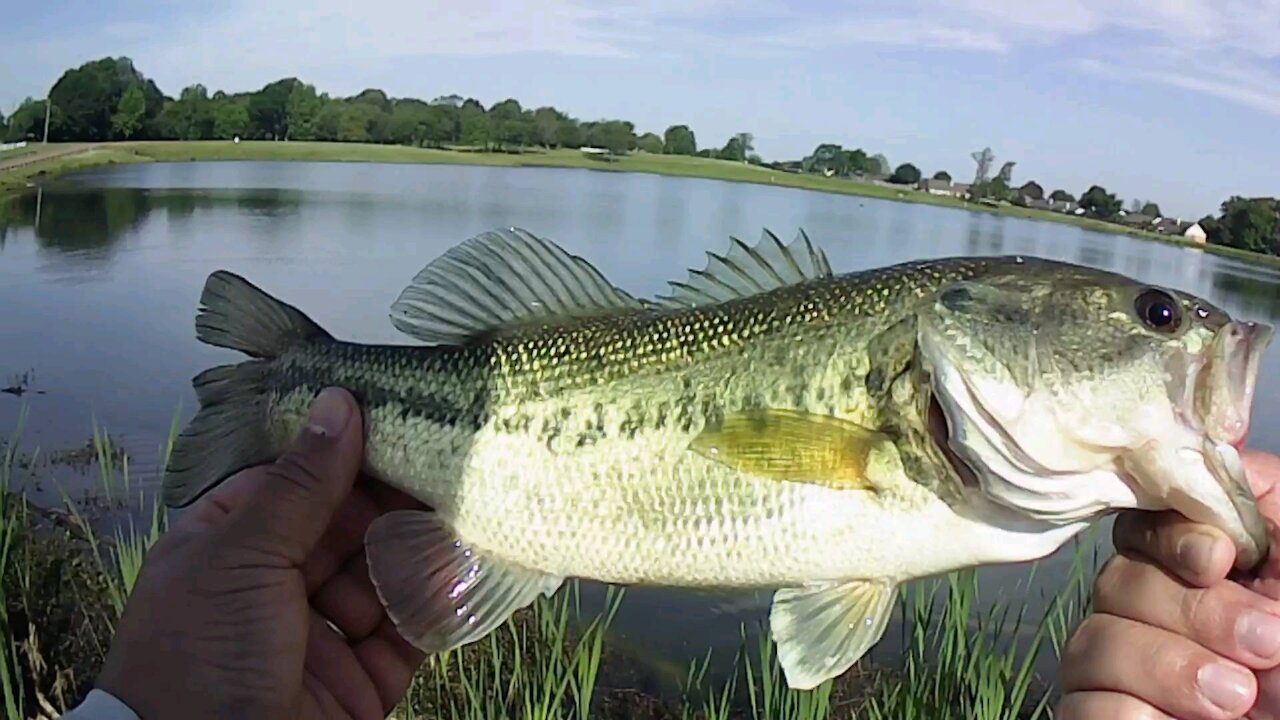 This day of bass fishing Surprised me.