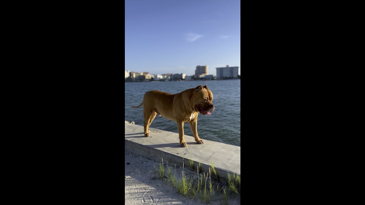 MASSIVE PitBull walks on the “edge” 🦁☀️🤩