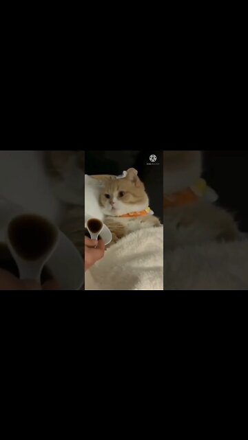 Cat funny videos | cat tiktok | cat instagram | cat training #short #shortsbreak #youtubeshortfeed