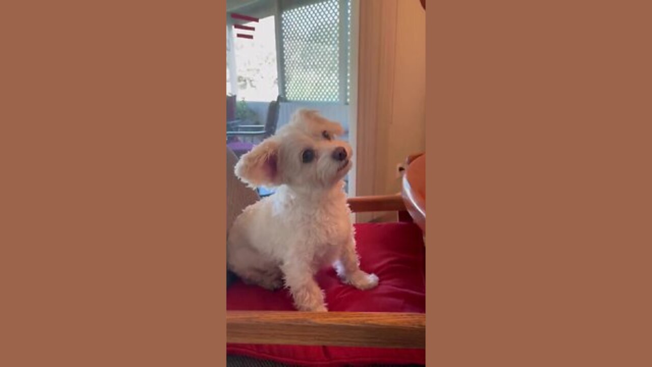 Treat Temptation: Puppy's Hilarious Head Tilts! 🍖👀