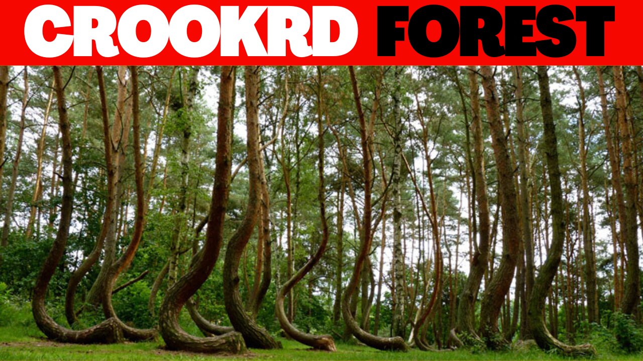 Crooked Forest