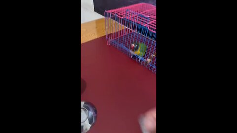 clever parrot follow instructions given