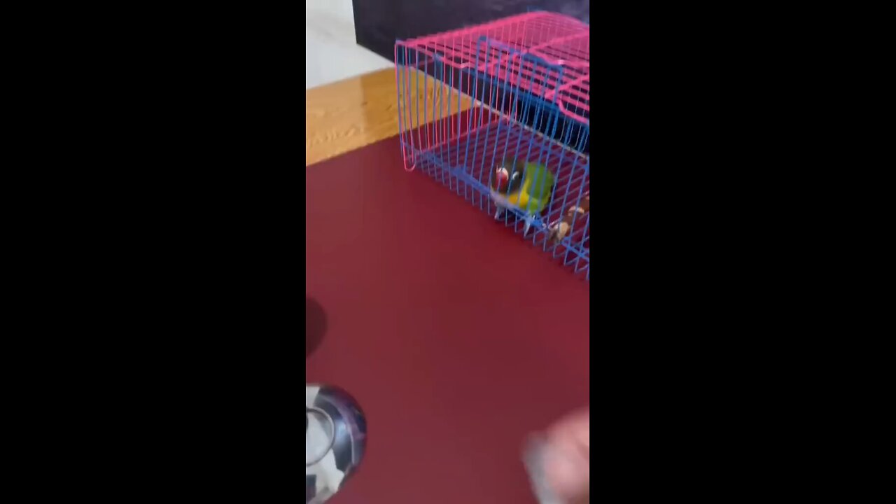 clever parrot follow instructions given