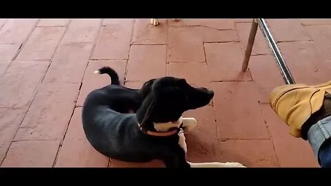 Robertao mostrando a cachorrada do sitio