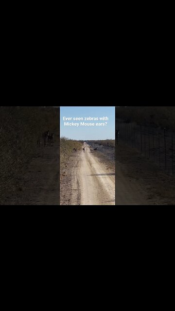 Ever seen zebras with Mickey Mouse ears?