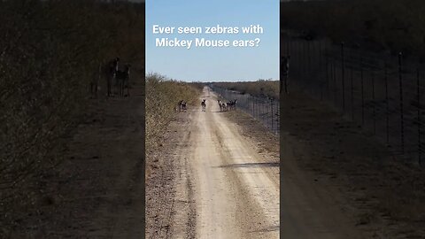 Ever seen zebras with Mickey Mouse ears?