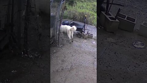 Farm monitoring animals