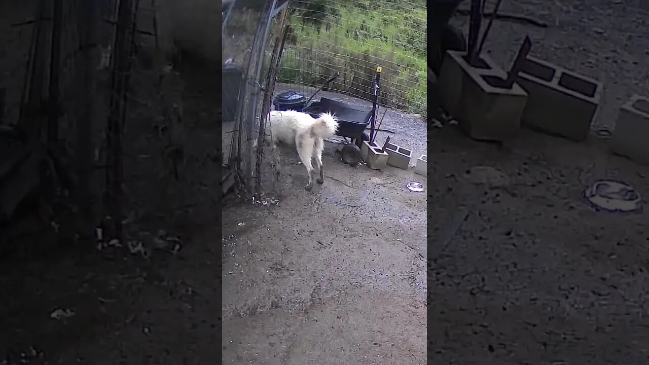 Farm monitoring animals