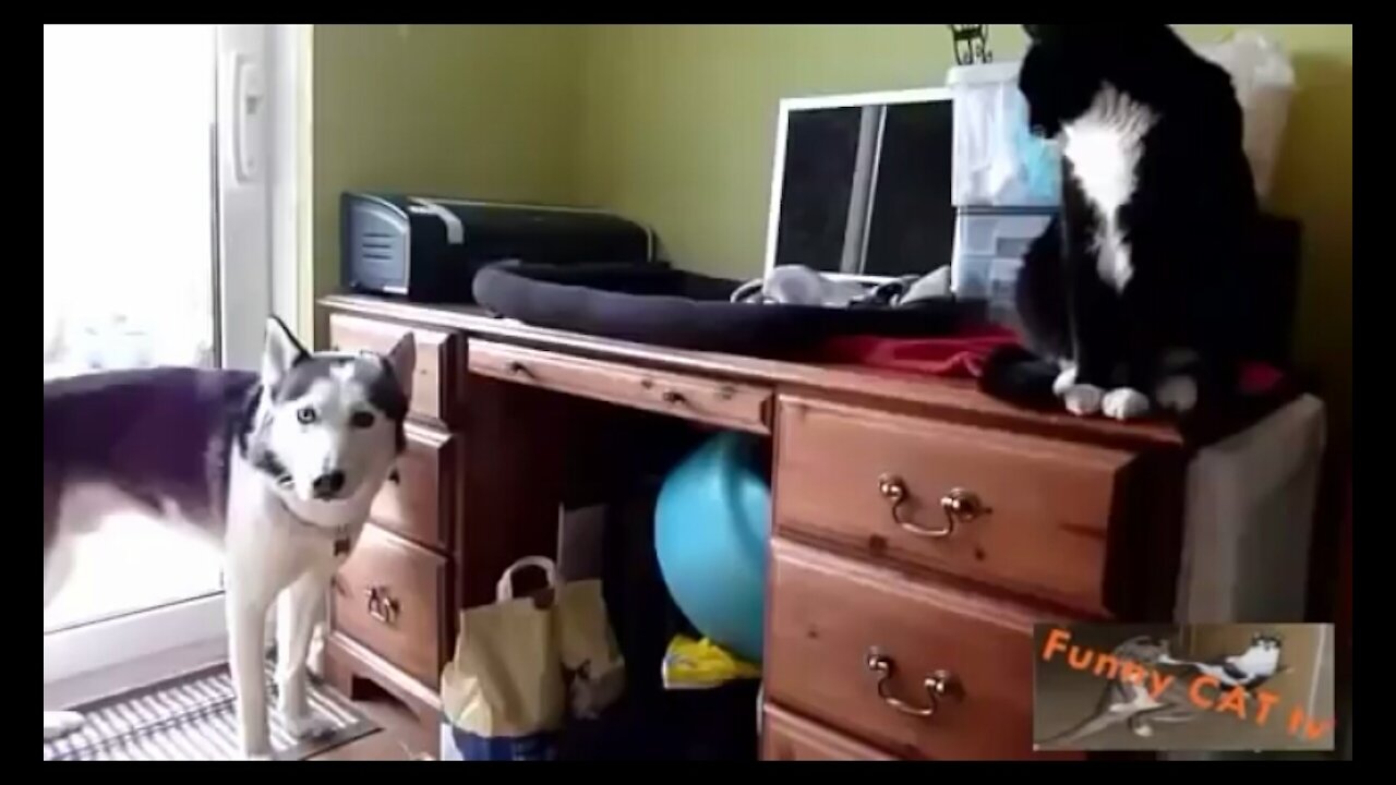 When a cat and a dog meet for the first time