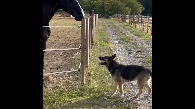 Best friends love to race each other..😊