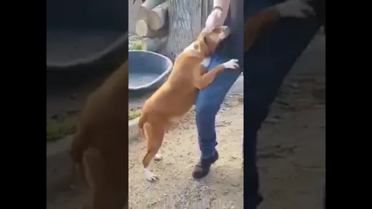 The journalist eventually adopted him!