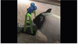 Clever pig quickly outsmarts his new toy