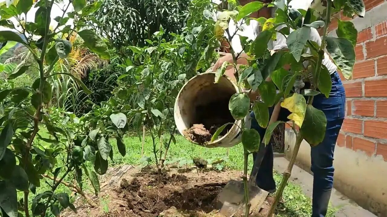 The soil is the most important part of a garden 🌱 Colombian Gardening