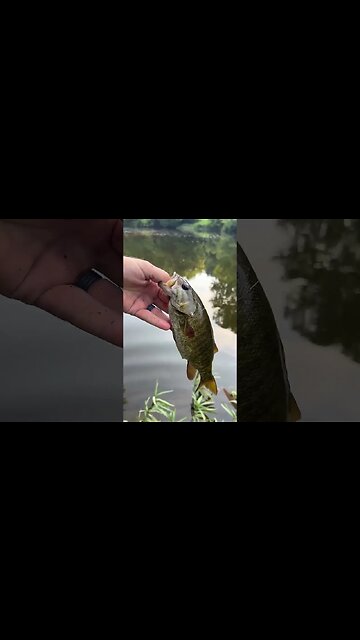 YOU picked my lure for this fish on LIVESTREAM!