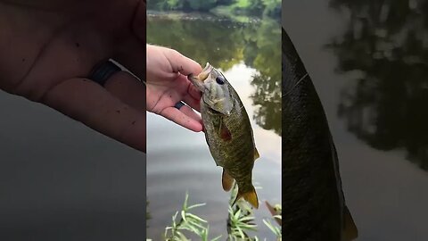 YOU picked my lure for this fish on LIVESTREAM!