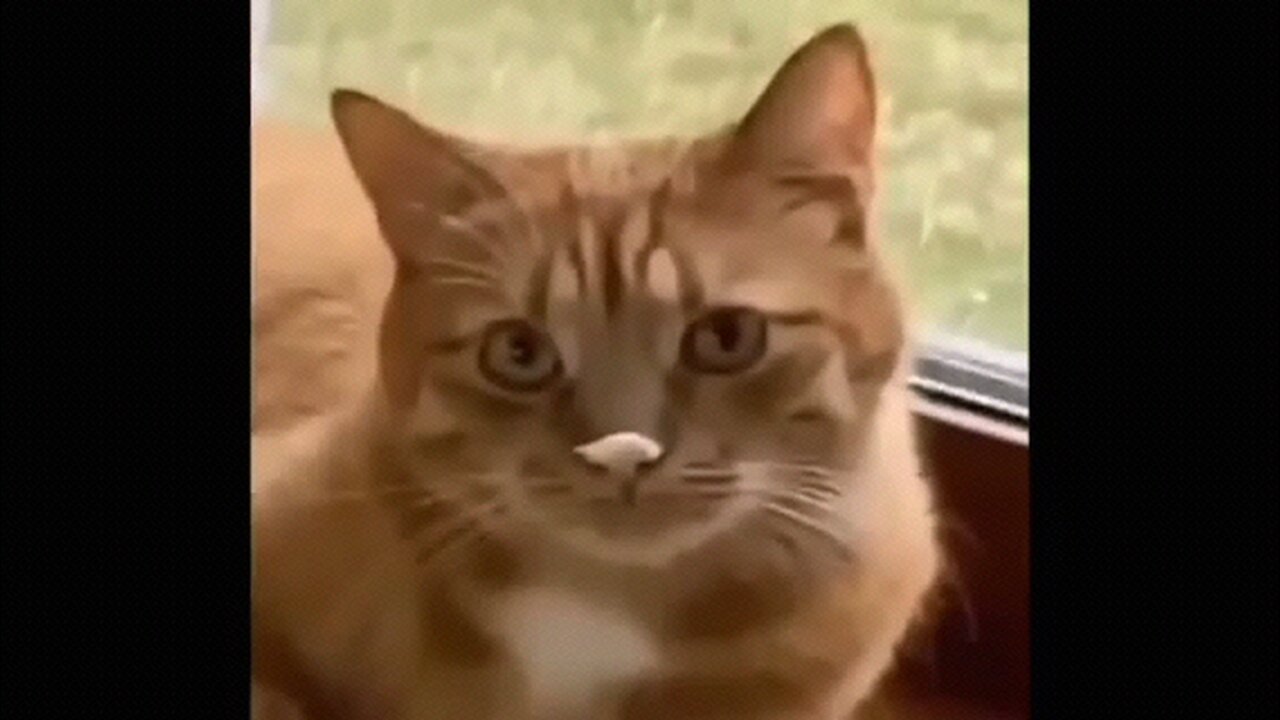 funny 😁 Animal Videos PT08