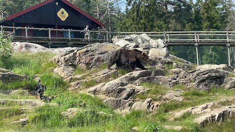 Bear cute