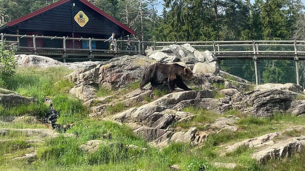 Bear cute