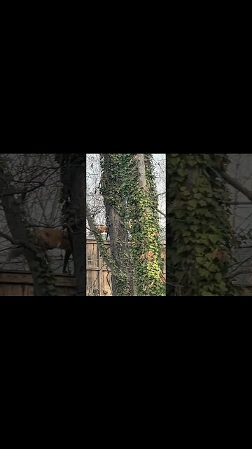 What the Fox #Shorts