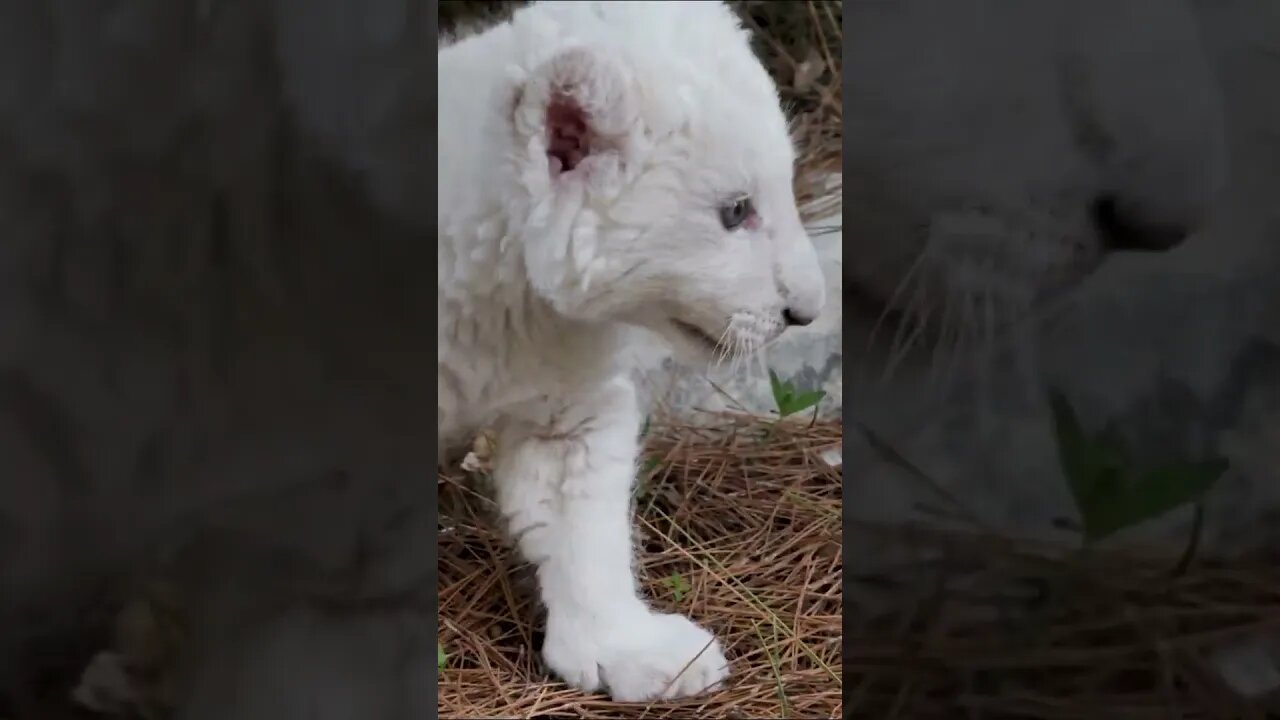 Rare White Lion Cub #shorts #short