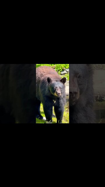 Let’s check out some #Alaska #blackbear #shorts