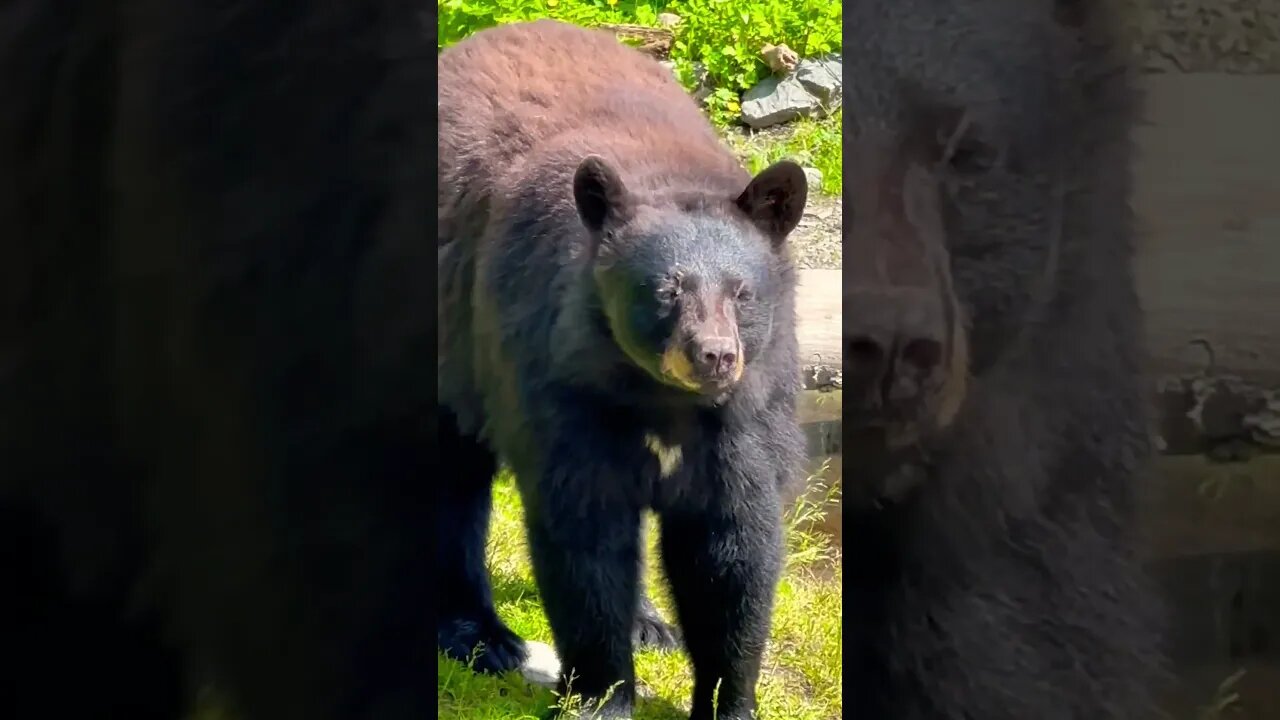 Let’s check out some #Alaska #blackbear #shorts