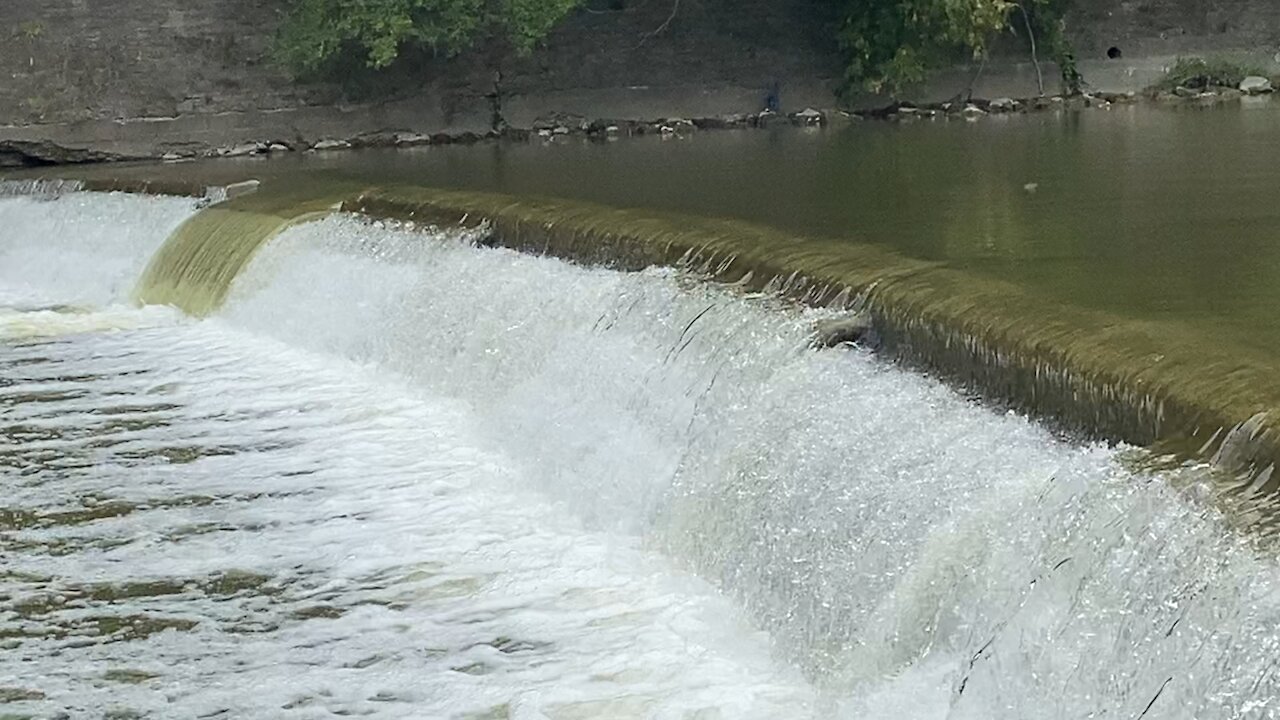 2021 Salmon run Humber River 49