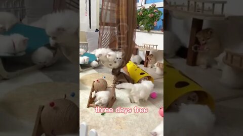 🐱Cutest Cats🐱A large group of cats eating