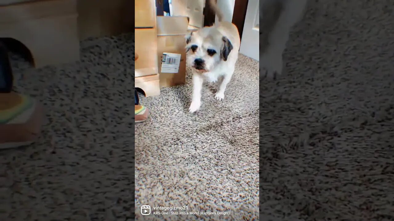 Steppin
