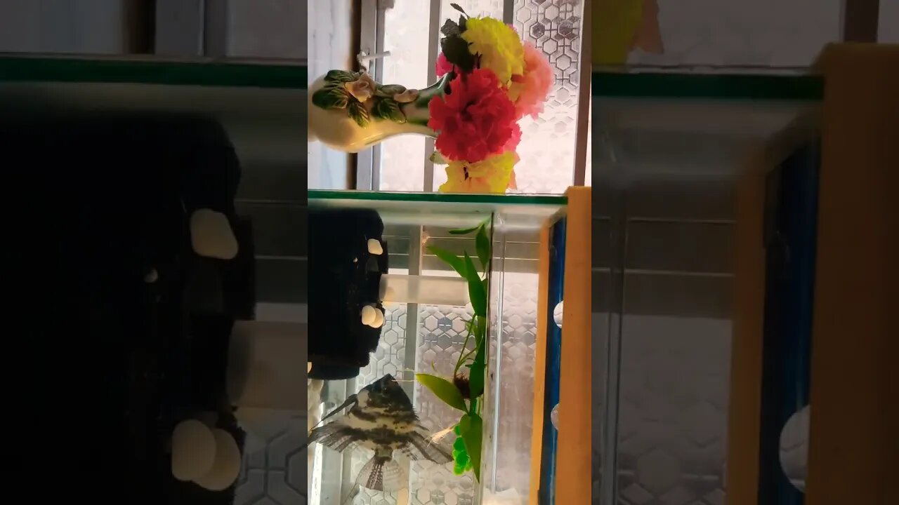 My pet fish 🐠🐋🐟 x funny song 🎵#fish #angel#subscribe
