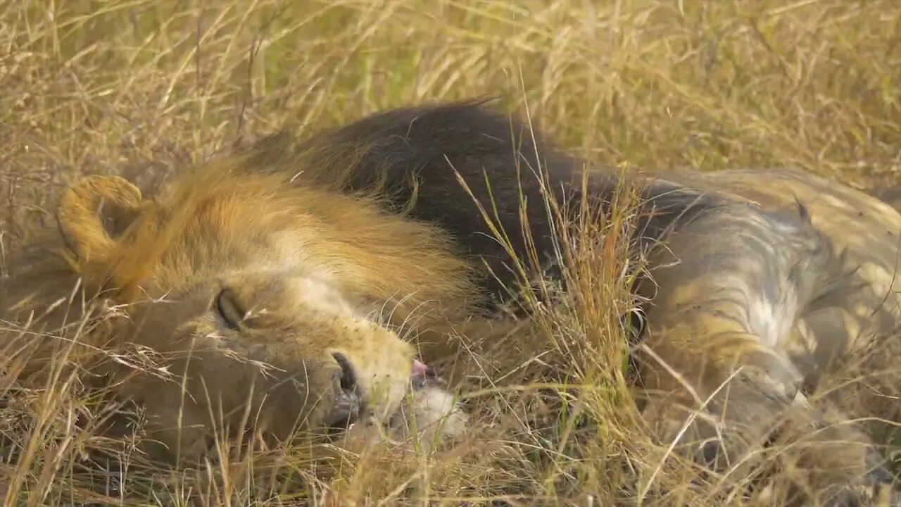 A mature male lion rests in the grasses of the Kenyan savanna.1